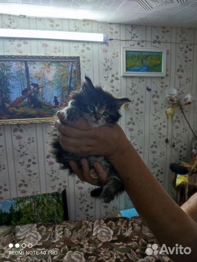 Кошки мейн-кун