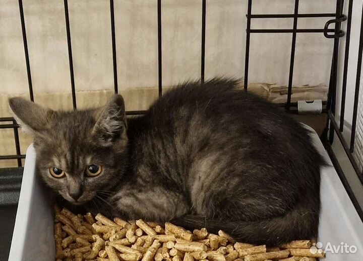 Котёнок в добрые руки бесплатно