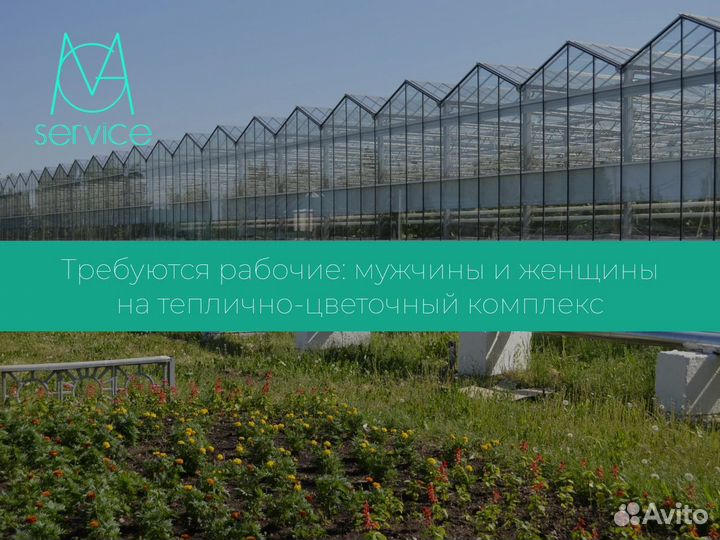 Рабочие В Теплицу Ежедневные Выплаты Подработка