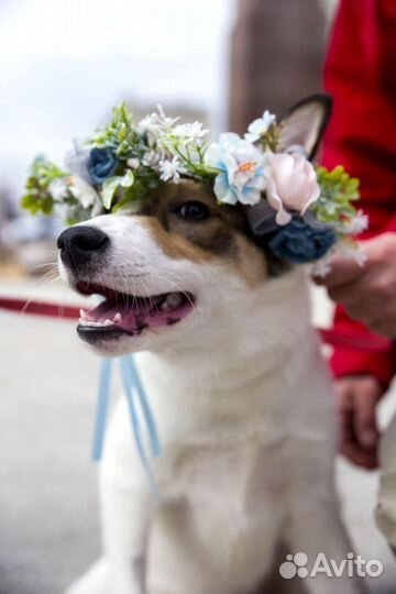 Щенок 5 мес девочка в добрые руки