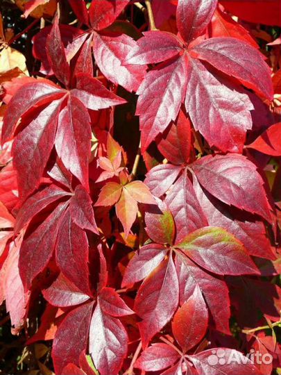 Девичий виноград.Быстрорастущая лиана