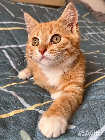 Рыжее чудо ищет дом