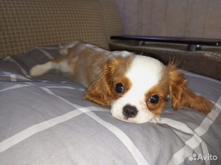 Кавалер кинг чарльз спаниель