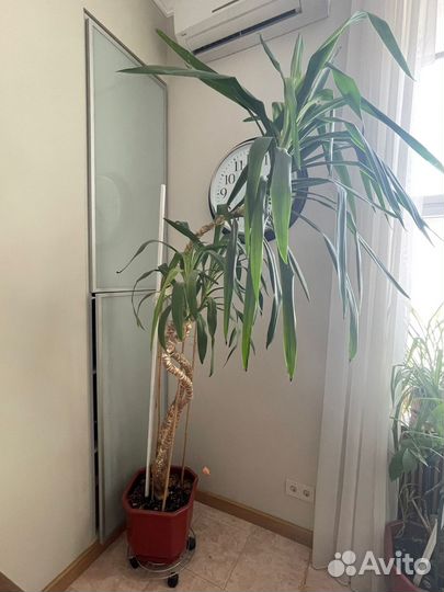 Комнатный цветок Юкка гигантская. Высота 2,5 м