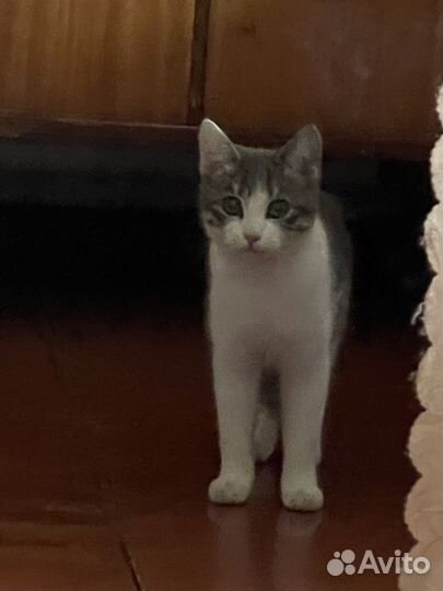 Кошка в дар