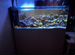 Морской аквариум 150х50х60h