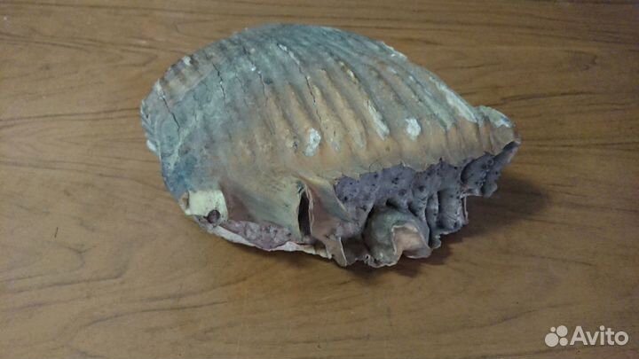 Зуб мамонта