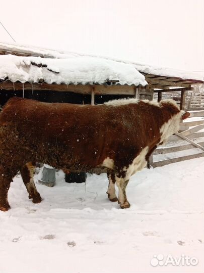 Быки на племя