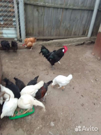 Куры и петушки 2 месячные
