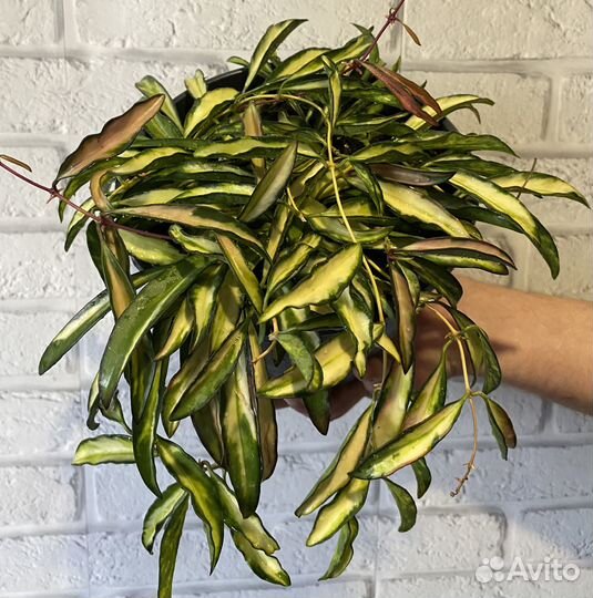 Хойи срез Кентиана,Кримсон,Лиза,Вайети и другие