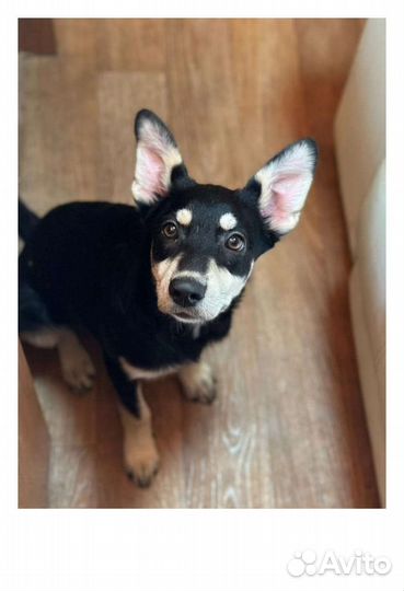 Щенок метис овчарки