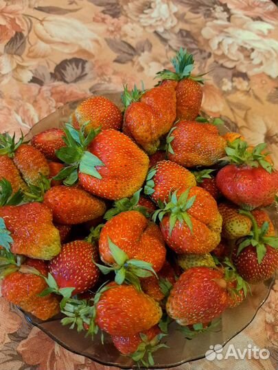 Рассада клубники