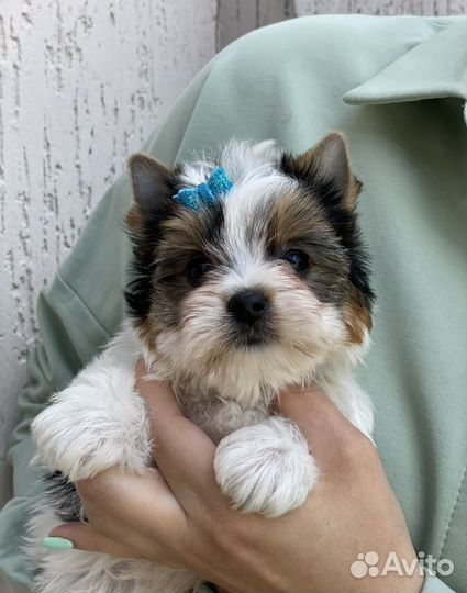 Щенки Бивера