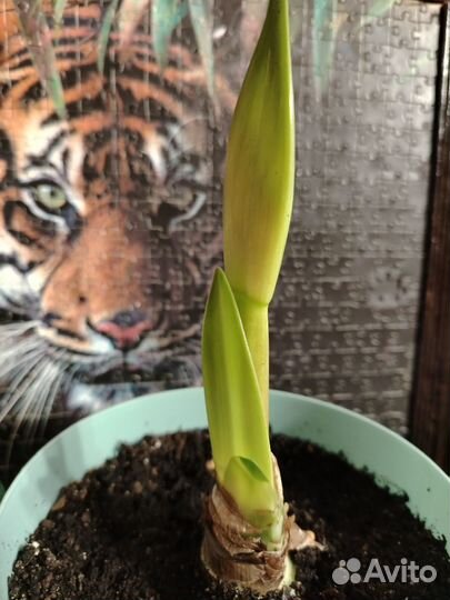 Гиппеаструм цветущий