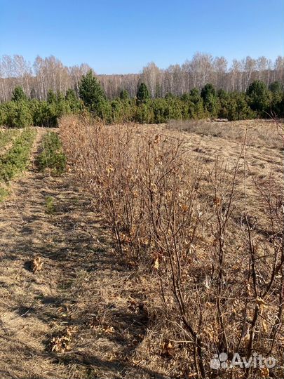 Саженцы сибирского кедра; голубой ели. Крупномер