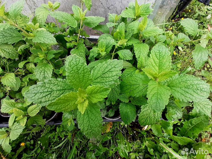 Пряные травы многолетние Мелисса