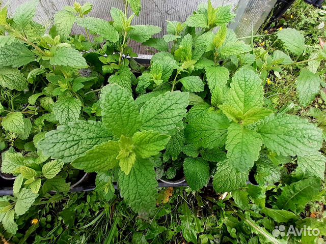 Пряные травы многолетние Мелисса