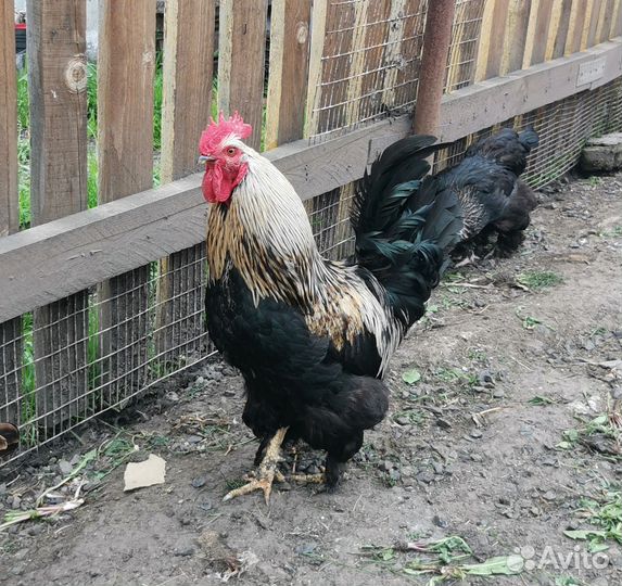 Молодые петухи