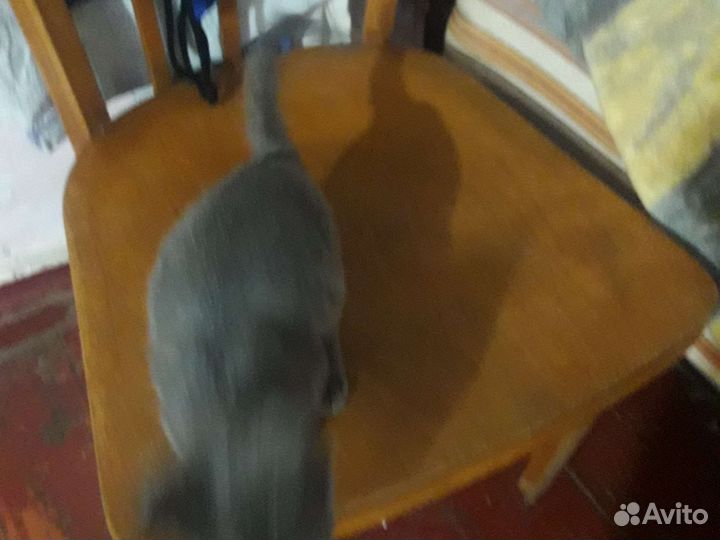 Котенок сиамский