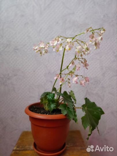 Бегония королевская