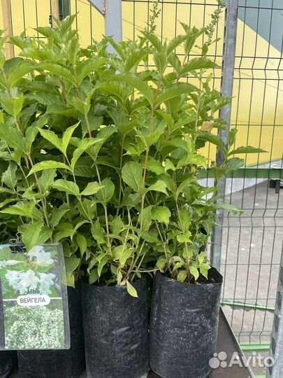 Вейгела Альба