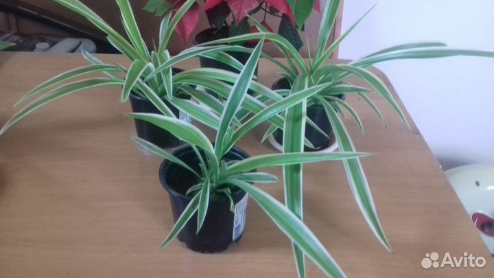 Хлорофитум хохлатый