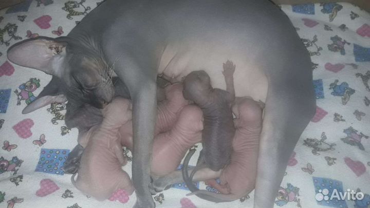 Канадский сфинкс вязка