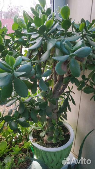 Денежное дерево, Красула толстянка