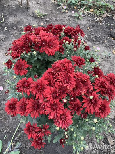 Мультифлора