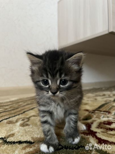 Котята в добрые руки приучены к лотку