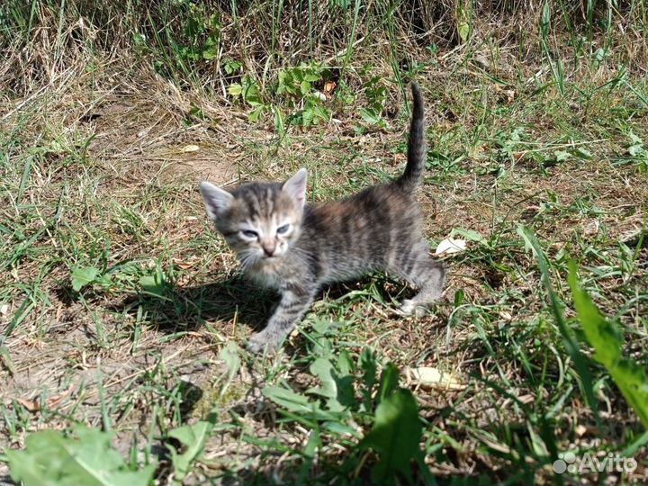 Котики в добрые руки