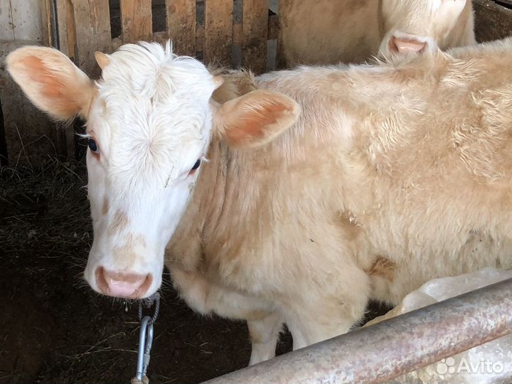 Телочки 8 месяцев