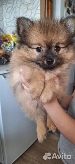 Померанский шпиц