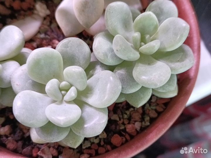 Суккуленты излишки