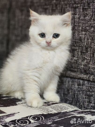 Британская золотая шиншилла