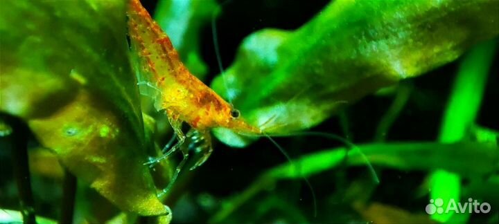 Аквариумные креветки