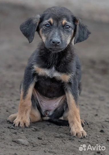 Щенок девочка в добрые руки