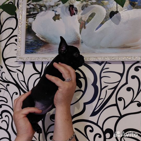 Французский бульдог