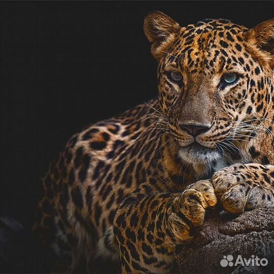 Авторские фотообои 