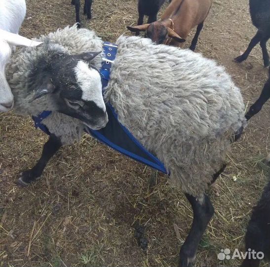 Фартуки для козлов. Защита вымени коз