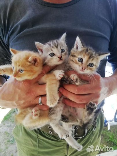 Котята ищут дом