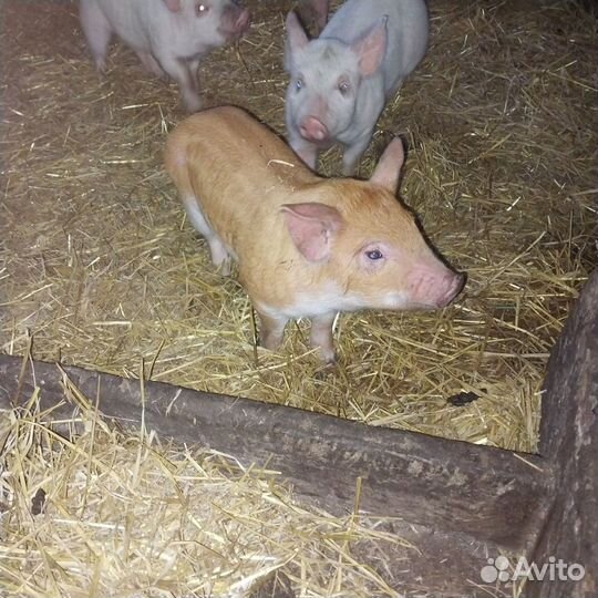 Поросенок ландрас