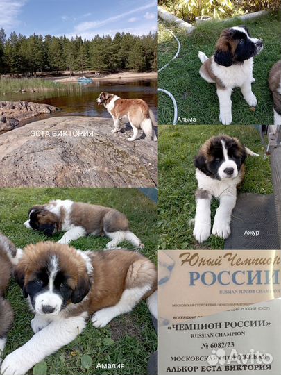 Щенки московской сторожевой