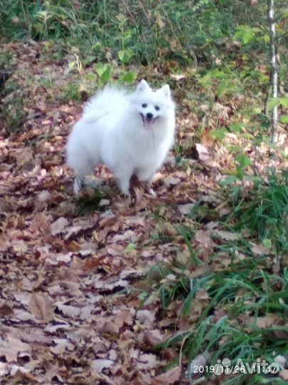 Японский шпиц