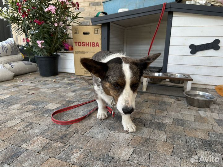 Тротуарная плитка для дома