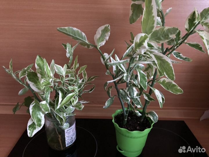 Педилантус