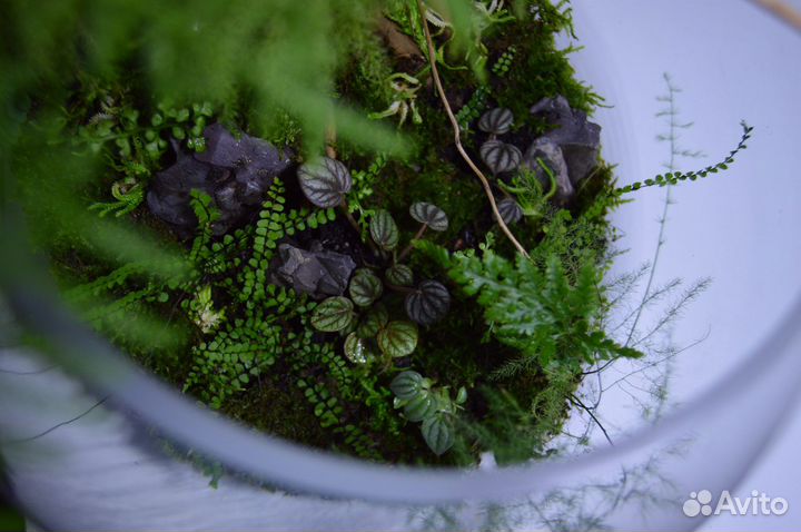 Флорариум/живые растения/настольная композиция