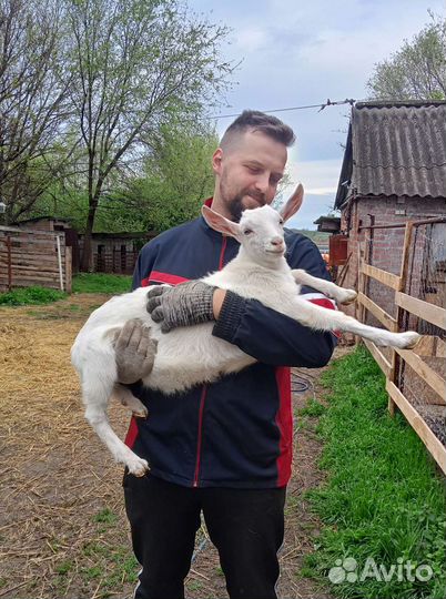 Козел на случку