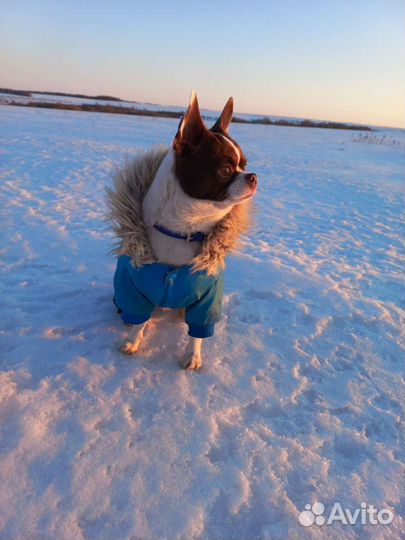 Вязка Чихуахуа