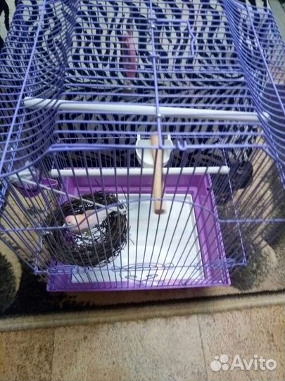 Черный тюльпан